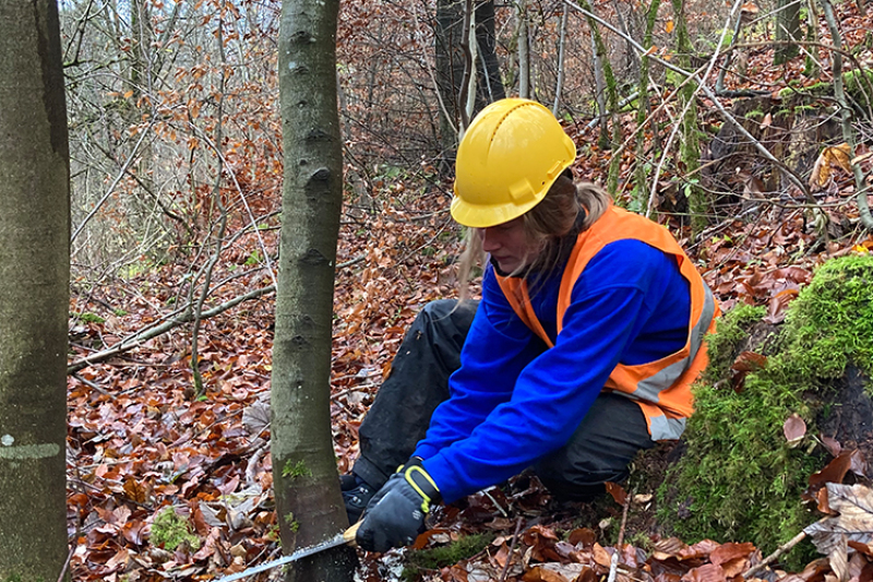 Um seltene Baumarten, wie z.B. Ulmen zu fördern, werden Konkurrenzbäume entnommen. 