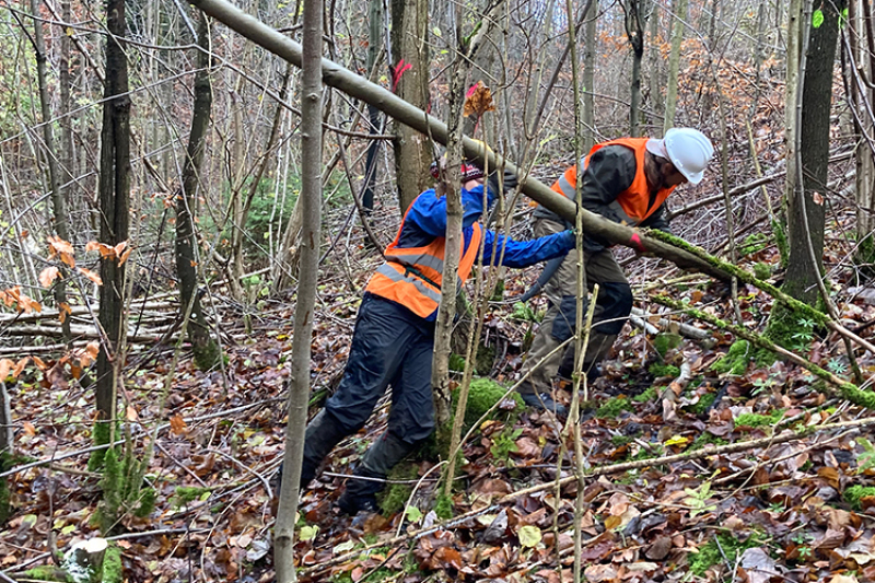 Jungwald fallen die abgesägten Bäume nicht von alleine um. Da heißt es mit vereinten Kräften zupacken!