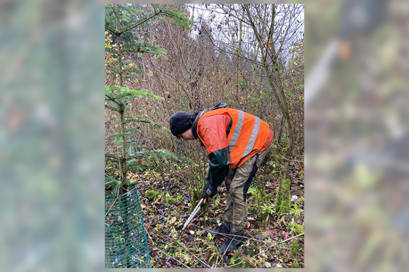 Freiwillige Helfer beim Bergwaldprojekt in Waldstetten befreien überwachsene  Weißtannen. 