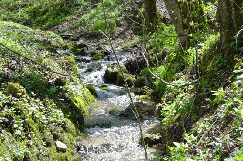 Kleiner, klarer Bach, der sich über moosbewachsene Steine durch einen dicht bewachsenen Wald schlängelt.