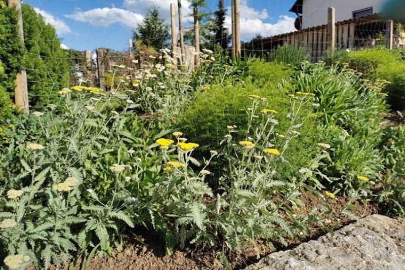 Natur sucht Garten - Zweiter Workshop im Terrassengarten in Hüttlingen