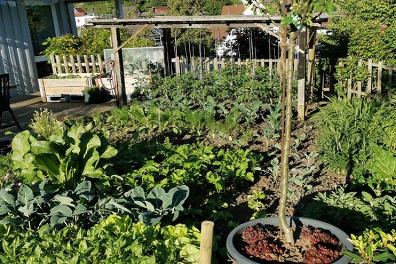 Natur sucht Garten - Zweiter Workshop im Terrassengarten in Hüttlingen