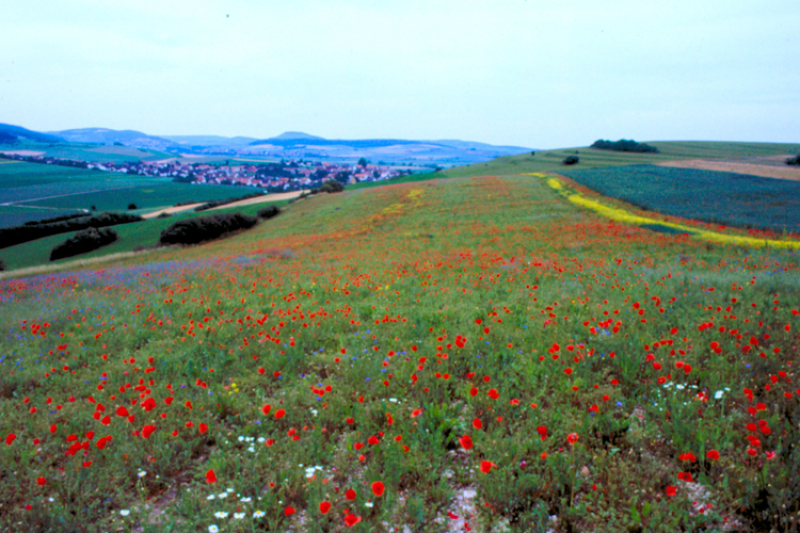 Blumenbunter Wildkrautacker am Riegelberg