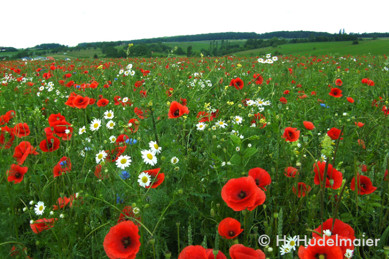 Dieser Acker hat noch nie Spritzmittel gesehen. Entsprechend üppig blüht die Wildkrautflora. (Foto: Hans Hudelmeier)