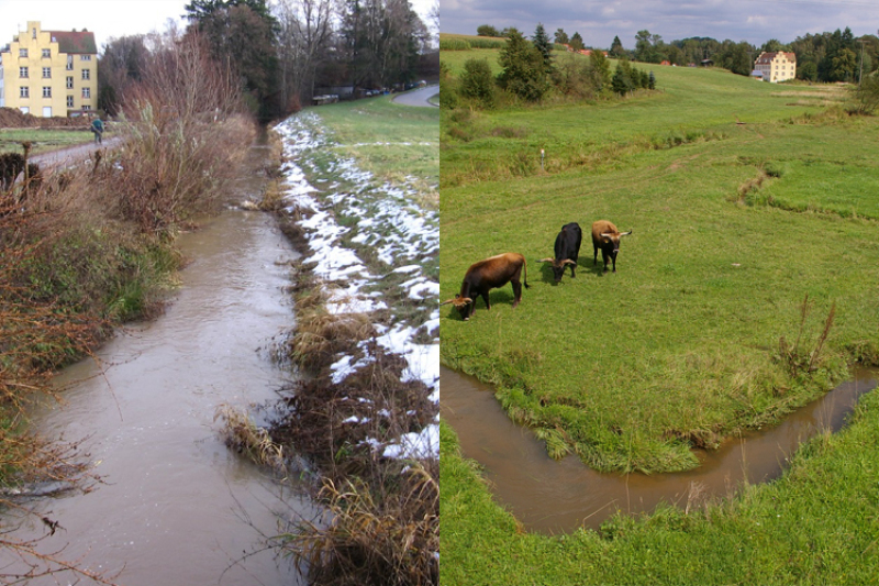 Begradigter Sixenbach (links) und renaturierter Sixenbach (rechts) mit Auerochsenbeweidung