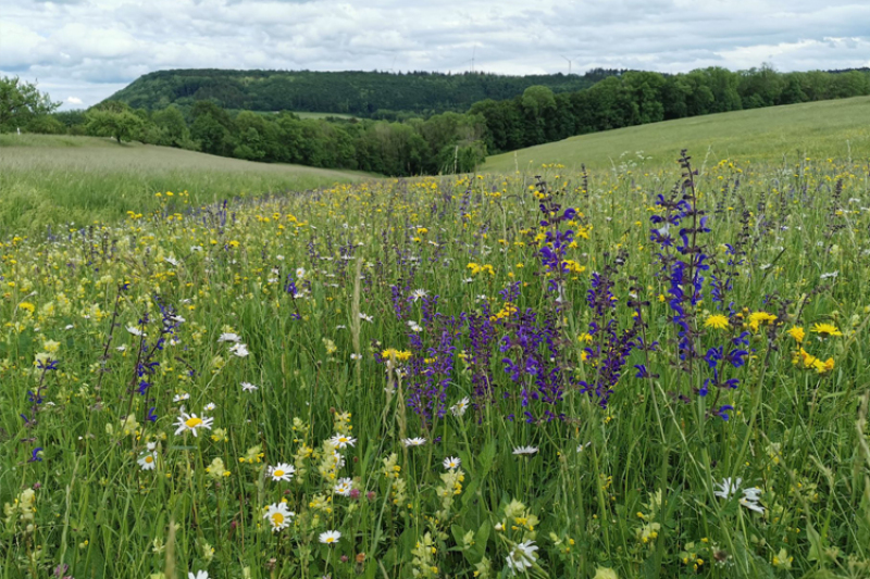 Ansicht einer artenreichen Blumenwiese mit u.a. Klappertopf, Salbei und Margerite