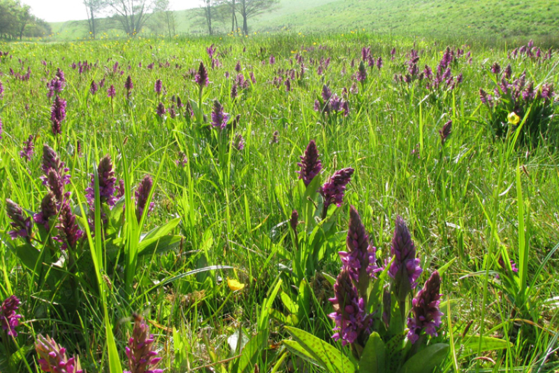 Orchideenblüte in der Nasswiese