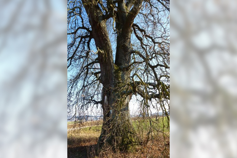 Naturdenkmal - Baum bei Ellwangen