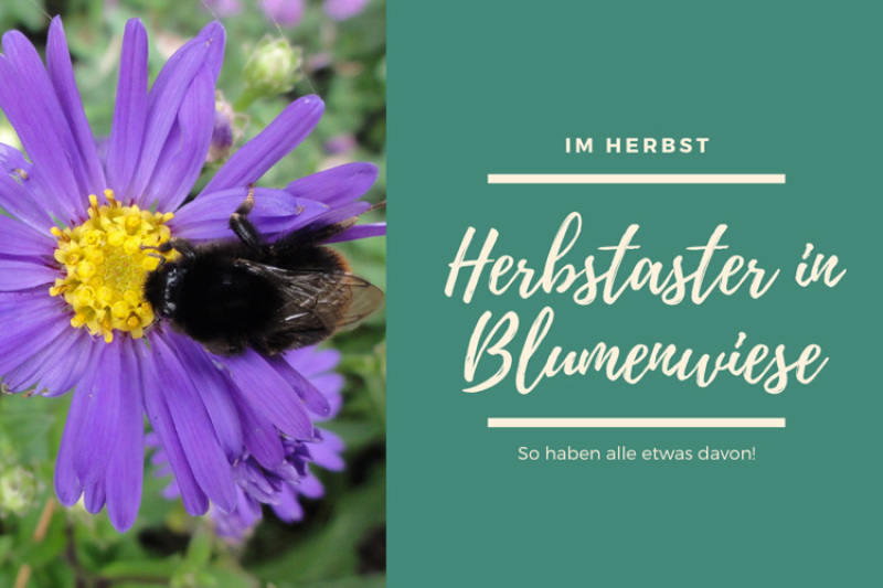 Naturnahe Gärten - Herbstaster