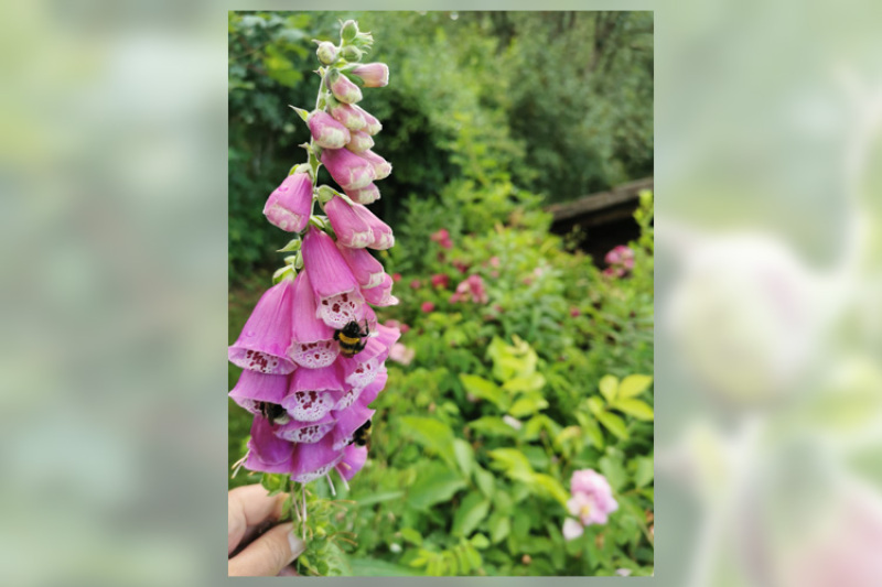 Natur sucht Platz im Garten - Dritter Workshop in Essingen