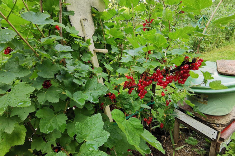 Natur sucht Platz im Garten - Dritter Workshop in Essingen