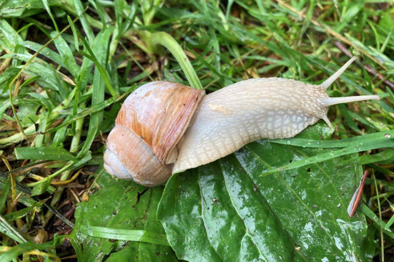 Natur sucht Platz im Garten - Dritter Workshop in Essingen