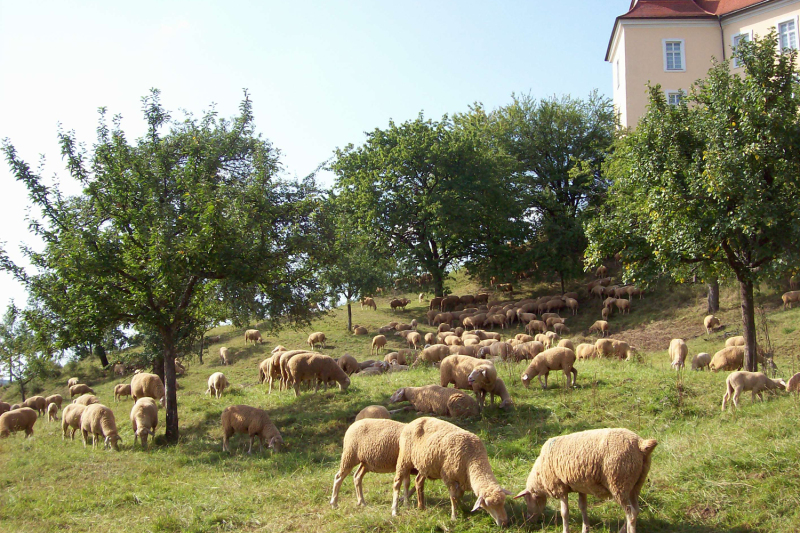 Obstanbau - Streuobstwiese in Ellwangen