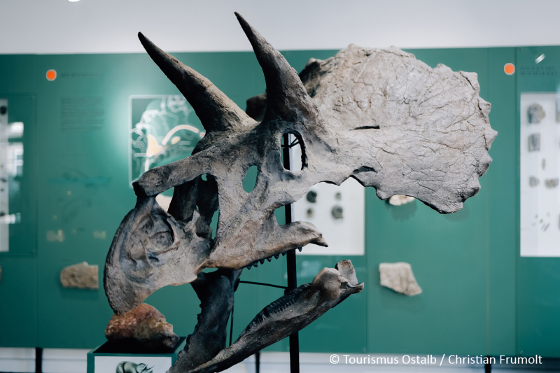 Exponate im Urweltmuseum Aalen