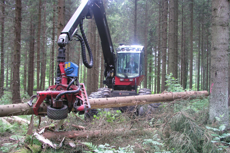 Forstmaschine mit rotem Fällaggregat beim Entasten und Zerkleinern eines Baumstamms in einem dichten Nadelwald.