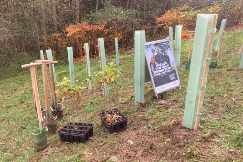 Bei Pflanzaktionen im Stadtwald Gmünd pflanzten Schulklassen mit Hohlspaten ausgerüstet Eichen, Hainbuchen und Winterlinden. 