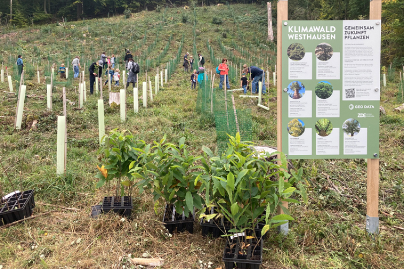 Beim WDR-Aktionstag 'Tür auf für die Maus' konnten Familien im Klimawald Westhausen Bäume pflanzen und viel über den Wald im Klimawandel erfahren. 