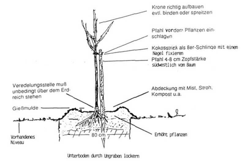 Richtiges Pflanzen eines Baumes