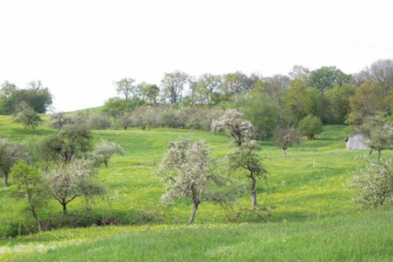 Knollenmergel am Liastrauf