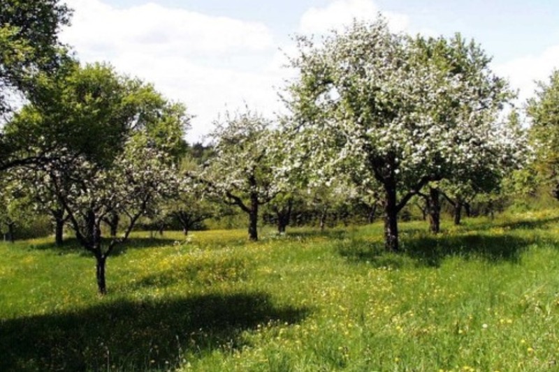 Streuobstwiese