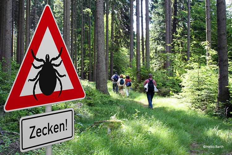 Mildes Wetter führt zum Start der Zeckensaison - Ostalbkreis ist Risikogebiet