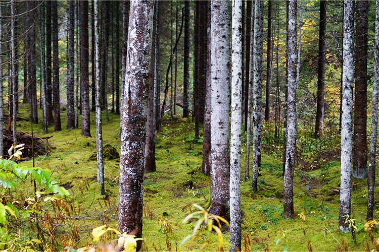 Waldbesitzer-Infotag in Jagstzell am 14. Oktober 2022