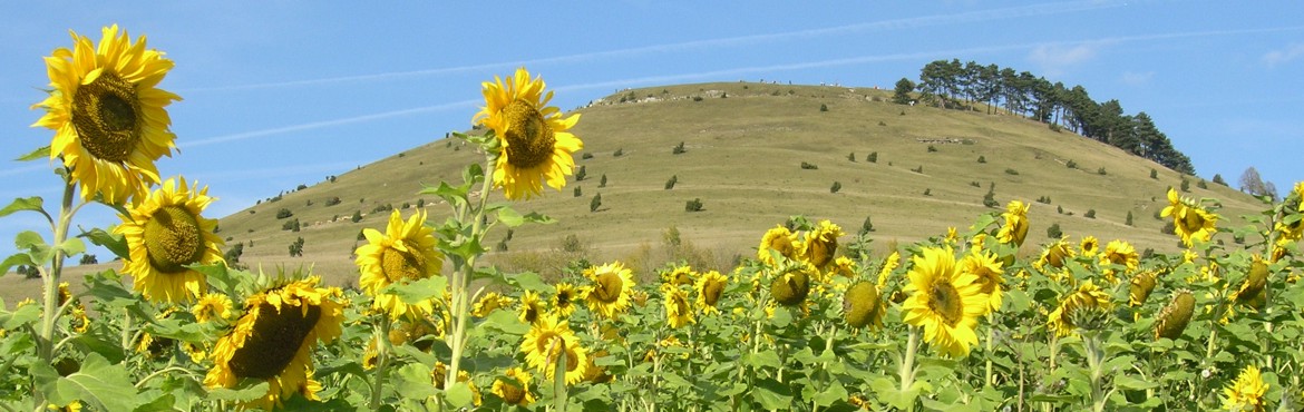 Der Ipf bei Bopfingen, aufgenommen von U. Sauerborn.